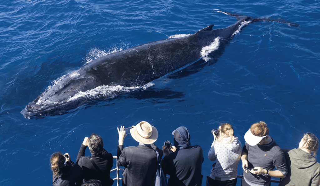 Whale Watching 