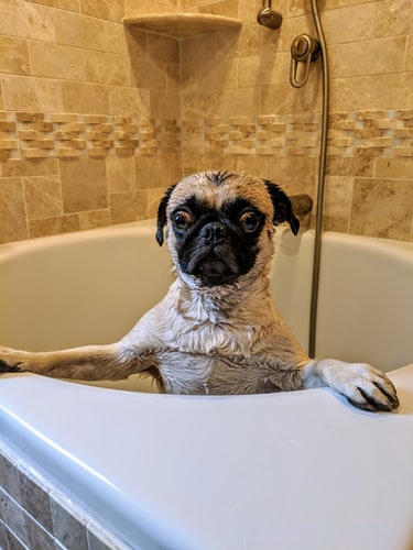 dog-bathtub