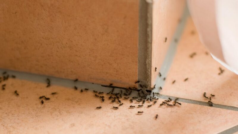 Common Ants Found in Homes