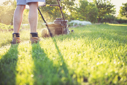 best lawn care tips