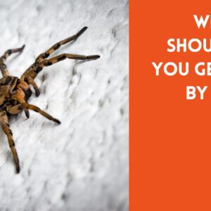What You Should Do If You Get Bitten by a Spider