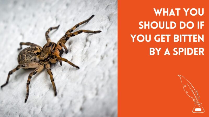 What You Should Do If You Get Bitten by a Spider