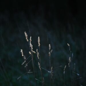 Why Kentucky 31 Grass Seed Is the Perfect Choice for a Durable, Beautiful Lawn