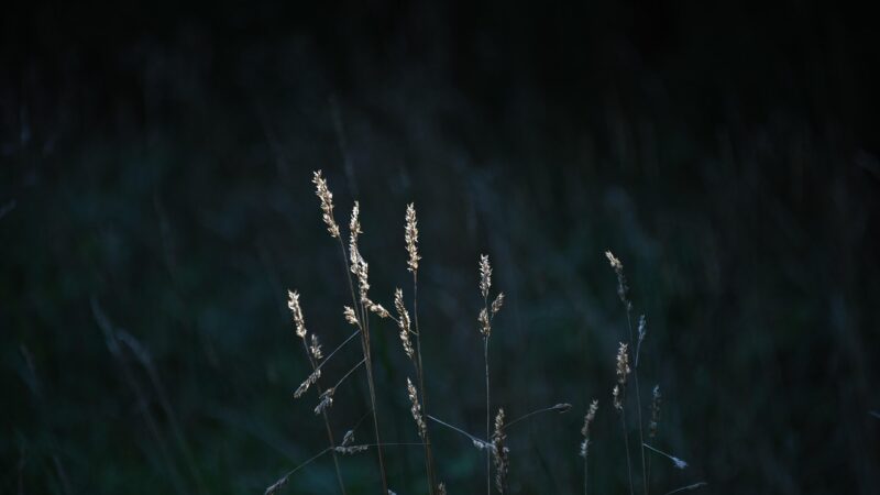 Why Kentucky 31 Grass Seed Is the Perfect Choice for a Durable, Beautiful Lawn