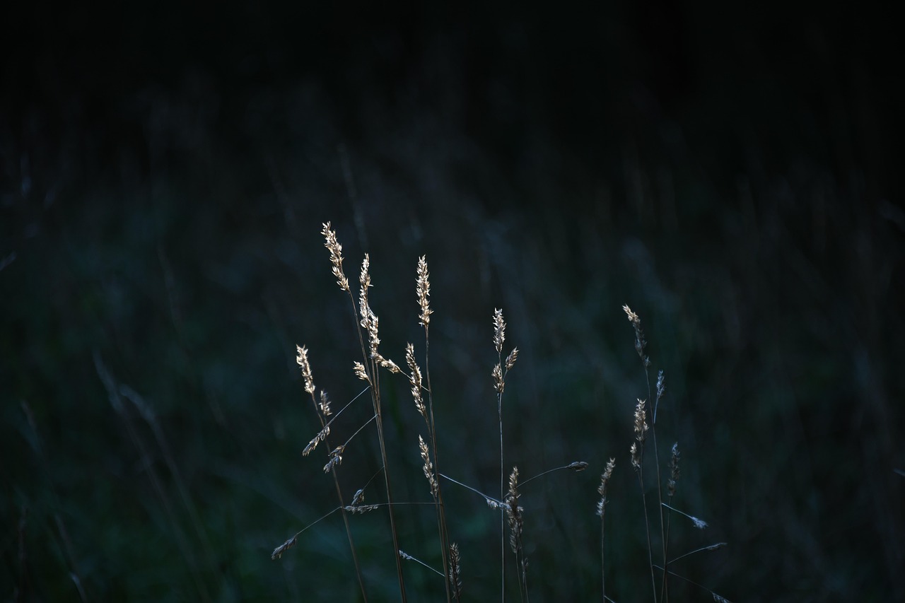 Why Kentucky 31 Grass Seed Is the Perfect Choice for a Durable, Beautiful Lawn